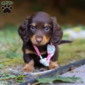 Darla, Dachshund Puppy